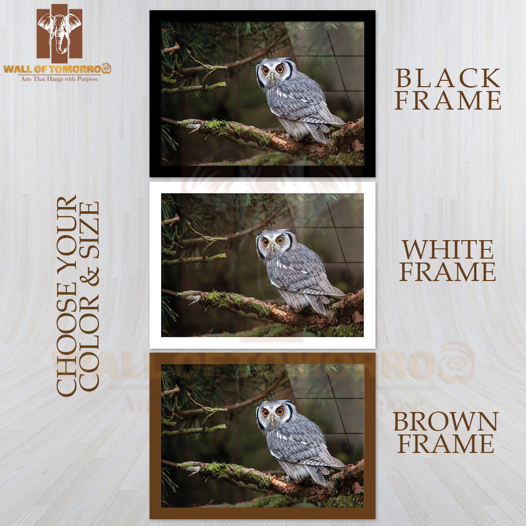 A White-Faced Scops Owl (Ptilopsis Leucotis) In A Tree Staring with Large Orange Eyes High Quality Unframed Poster Print & Waterproof Poster Print Wall Décor