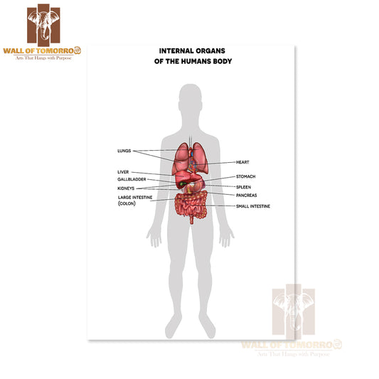 Human Internal Organs Anatomy Colorful Detailed Educational High Quality Unframed Poster Print & Waterproof Poster Print Wall Décor