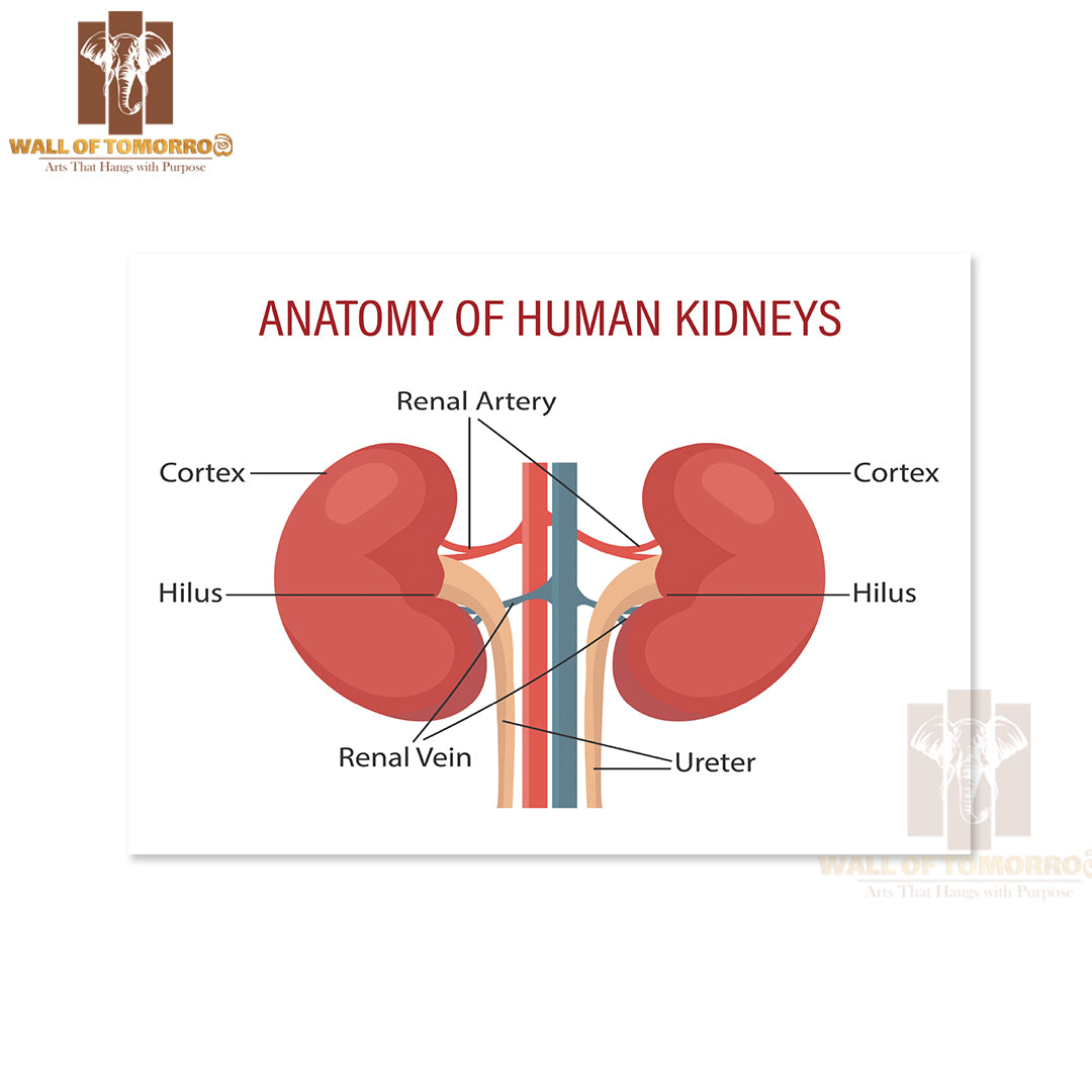 Anatomy Of the Human Kidney Educational High Quality Unframed Poster Print & Waterproof Poster Print Wall Décor