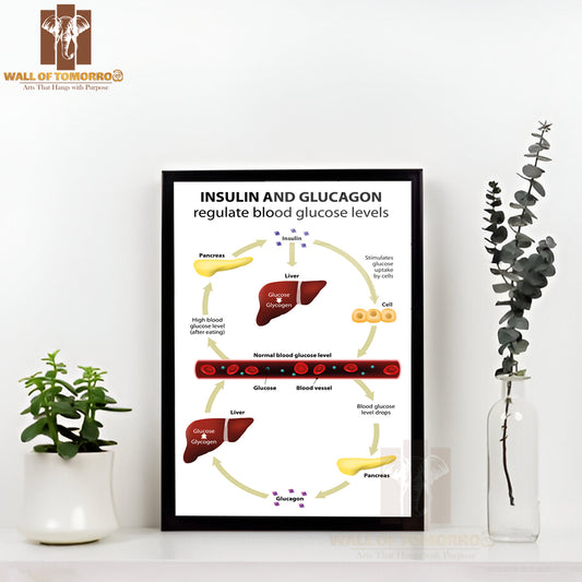 Insulin And Glucagon Regulate Blood Glucose Levels. Human Anatomy. Liver And Pancreas Education High Quality Glass Frame Wall Décor