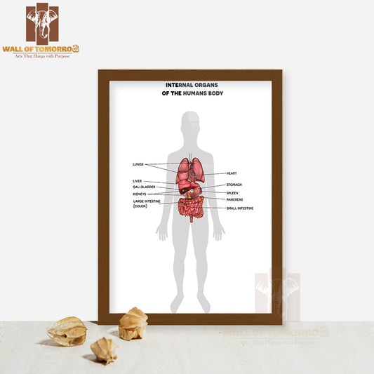 Human Internal Organs Anatomy Colorful Detailed Educational High Quality Glass Frame Wall Décor