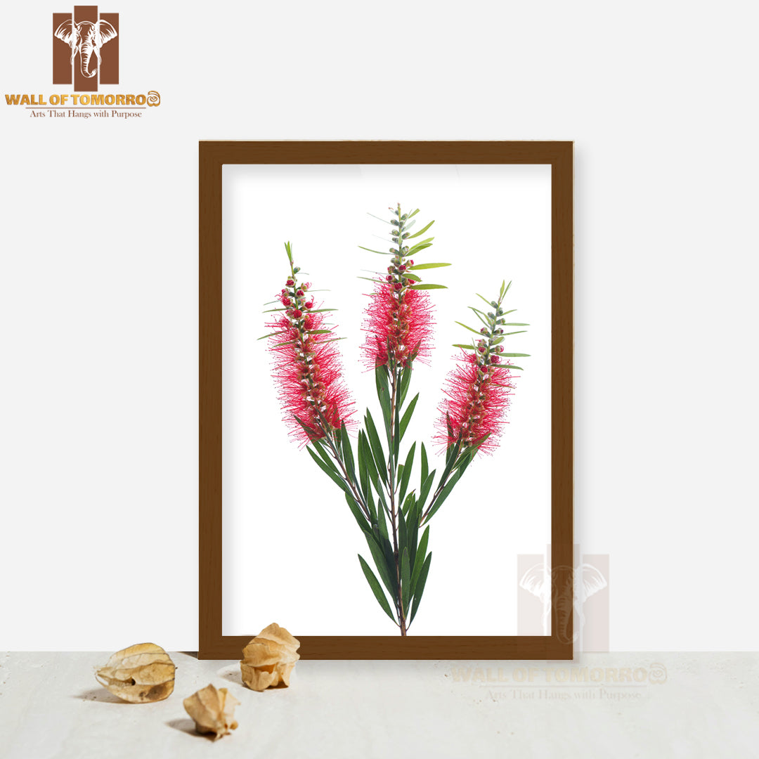 Red Bottle Brush Flower Isolated on White High Quality Glass Frame Wall Décor