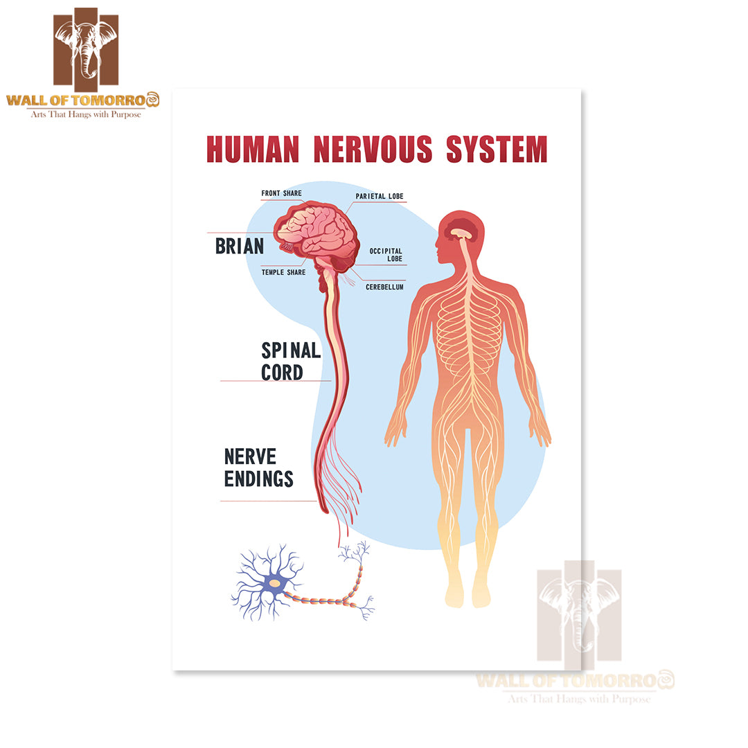 Human Peripheral Nervous System, Brain, Spinal Nerve Endings Educational High Quality Unframed Poster Print & Waterproof Poster Print Wall Décor