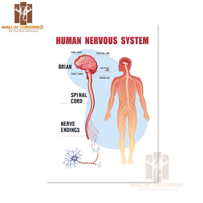 Human Peripheral Nervous System, Brain, Spinal Nerve Endings Educational High Quality Unframed Poster Print & Waterproof Poster Print Wall Décor