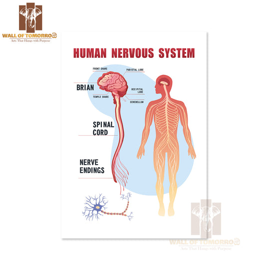 Human Peripheral Nervous System, Brain, Spinal Nerve Endings Educational High Quality Unframed Poster Print & Waterproof Poster Print Wall Décor