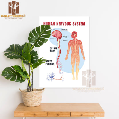 Human Peripheral Nervous System, Brain, Spinal Nerve Endings Educational High Quality Unframed Poster Print & Waterproof Poster Print Wall Décor