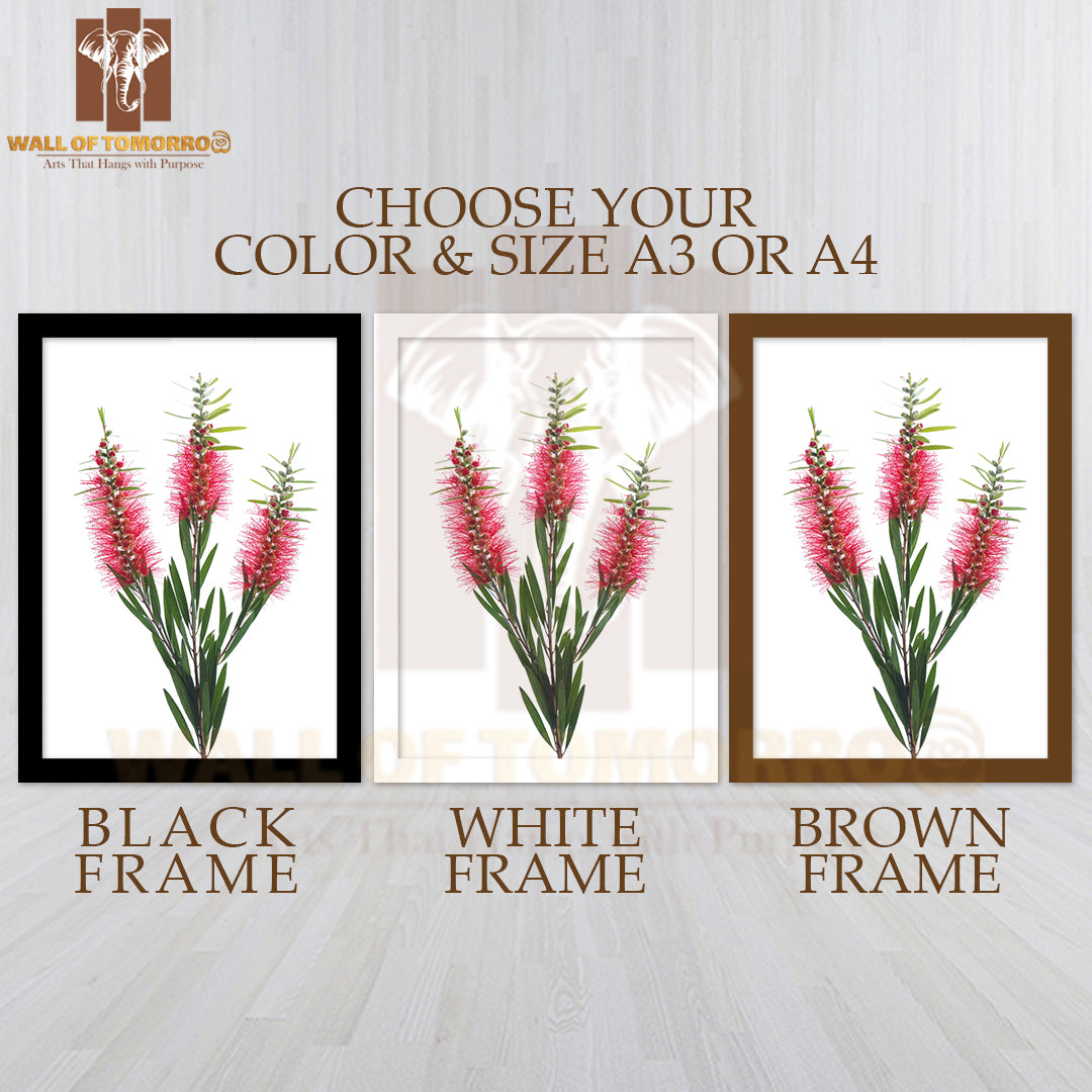 Red Bottle Brush Flower Isolated on White High Quality Glass Frame Wall Décor