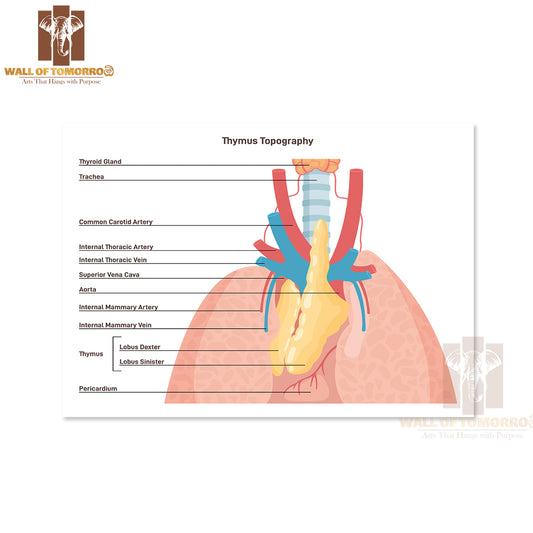 Thymus Anatomy and Blood Supply. Primary Lymphoid Organ of The Human Immune System Educational High Quality Unframed Poster Print & Waterproof Poster Print Wall Décor