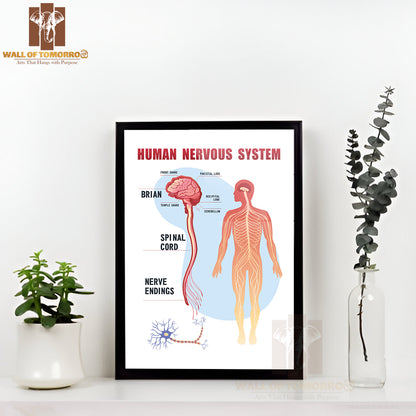 Human Peripheral Nervous System, Brain, Spinal Nerve Endings Educational High Quality Glass Frame Wall Décor