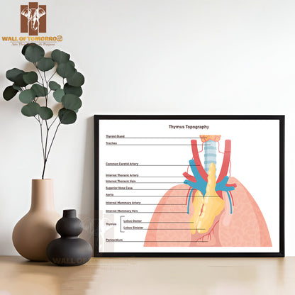 Thymus Anatomy and Blood Supply. Primary Lymphoid Organ of The Human Immune System Educational High Quality Glass Frame Wall Décor