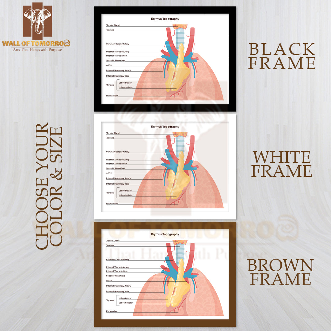 Thymus Anatomy and Blood Supply. Primary Lymphoid Organ of The Human Immune System Educational High Quality Glass Frame Wall Décor