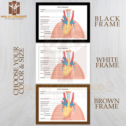 Thymus Anatomy and Blood Supply. Primary Lymphoid Organ of The Human Immune System Educational High Quality Glass Frame Wall Décor