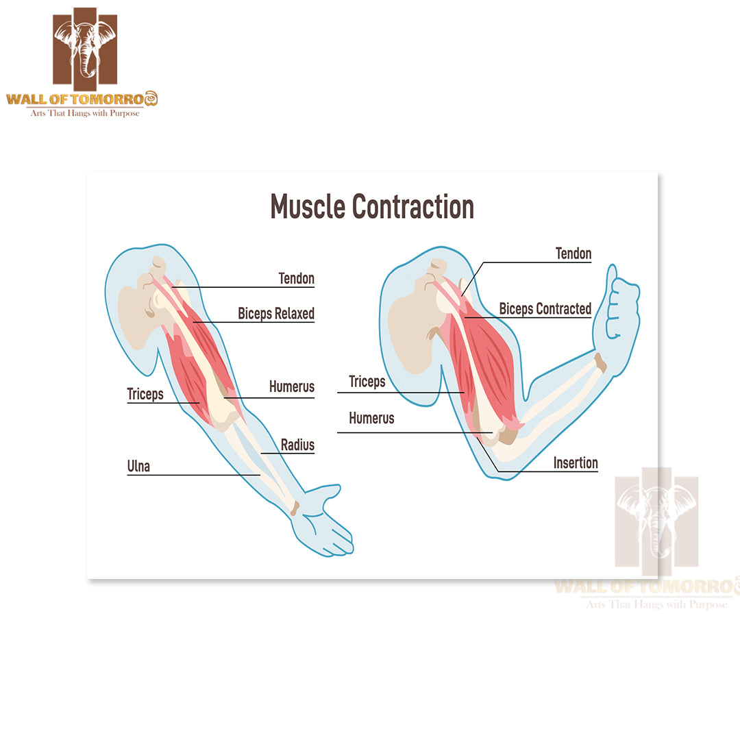 Muscle Contraction Mechanism. Muscles Work Principal Scheme Educational High Quality Unframed Poster Print & Waterproof Poster Print Wall Décor