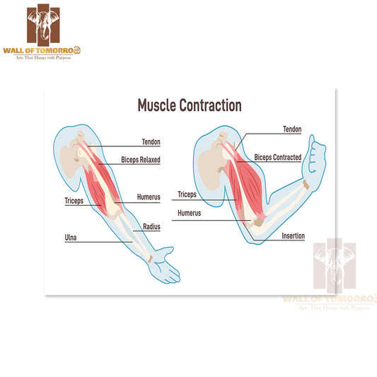 Muscle Contraction Mechanism. Muscles Work Principal Scheme Educational High Quality Unframed Poster Print & Waterproof Poster Print Wall Décor