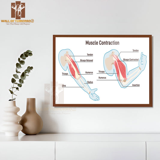 Muscle Contraction Mechanism. Muscles Work Principal Scheme Educational High Quality Glass Frame Wall Décor