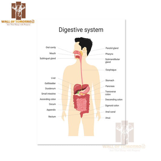 Digestive System of Human with Labels. Anatomy And Physiology of The Human Body Educational High Quality Unframed Poster Print & Waterproof Poster Print Wall Décor
