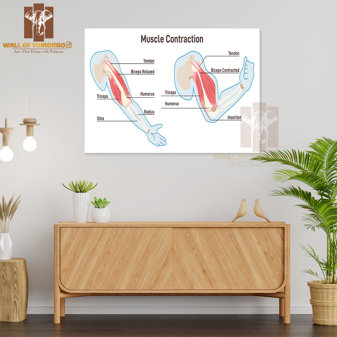 Muscle Contraction Mechanism. Muscles Work Principal Scheme Educational High Quality Unframed Poster Print & Waterproof Poster Print Wall Décor