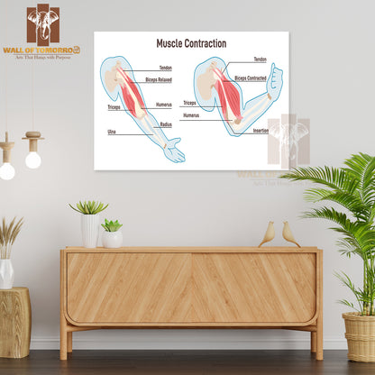 Muscle Contraction Mechanism. Muscles Work Principal Scheme Educational High Quality Unframed Poster Print & Waterproof Poster Print Wall Décor