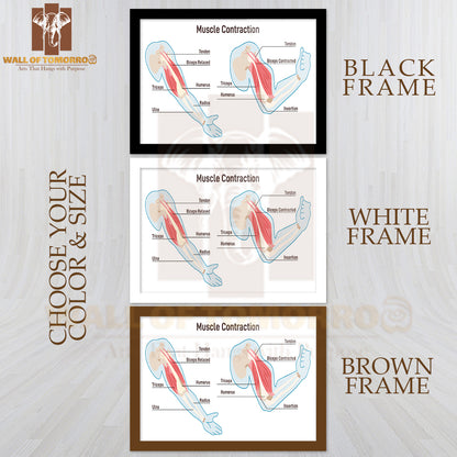Muscle Contraction Mechanism. Muscles Work Principal Scheme Educational High Quality Glass Frame Wall Décor