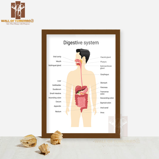 Digestive System of Human with Labels. Anatomy And Physiology of The Human Body Educational High Quality Glass Frame Wall Décor