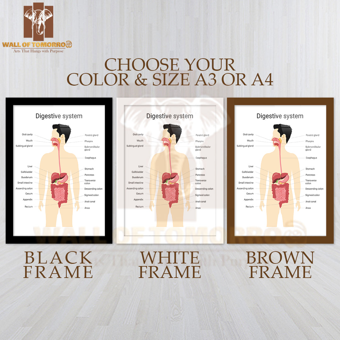 Digestive System of Human with Labels. Anatomy And Physiology of The Human Body Educational High Quality Glass Frame Wall Décor