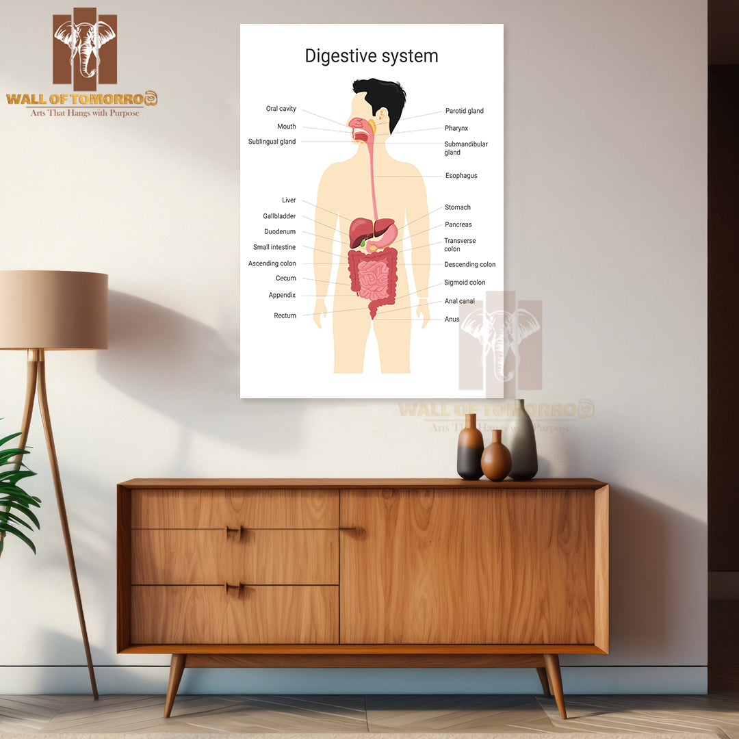 Digestive System of Human with Labels. Anatomy And Physiology of The Human Body Educational High Quality Unframed Poster Print & Waterproof Poster Print Wall Décor