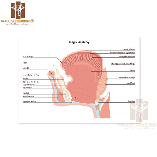 Anatomy Of the Mouth and Tongue Side View. Muscular Organ with Papillae, Taste Receptors of The Tongue Educational High Quality Unframed Poster Print & Waterproof Poster Print Wall Décor