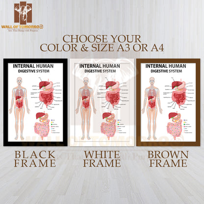 Diagram Showing Internal Human Digestive System Educational High Quality Glass Frame Wall Décor