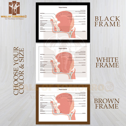 Anatomy Of the Mouth and Tongue Side View. Muscular Organ with Papillae, Taste Receptors of The Tongue Educational High Quality Glass Frame Wall Décor
