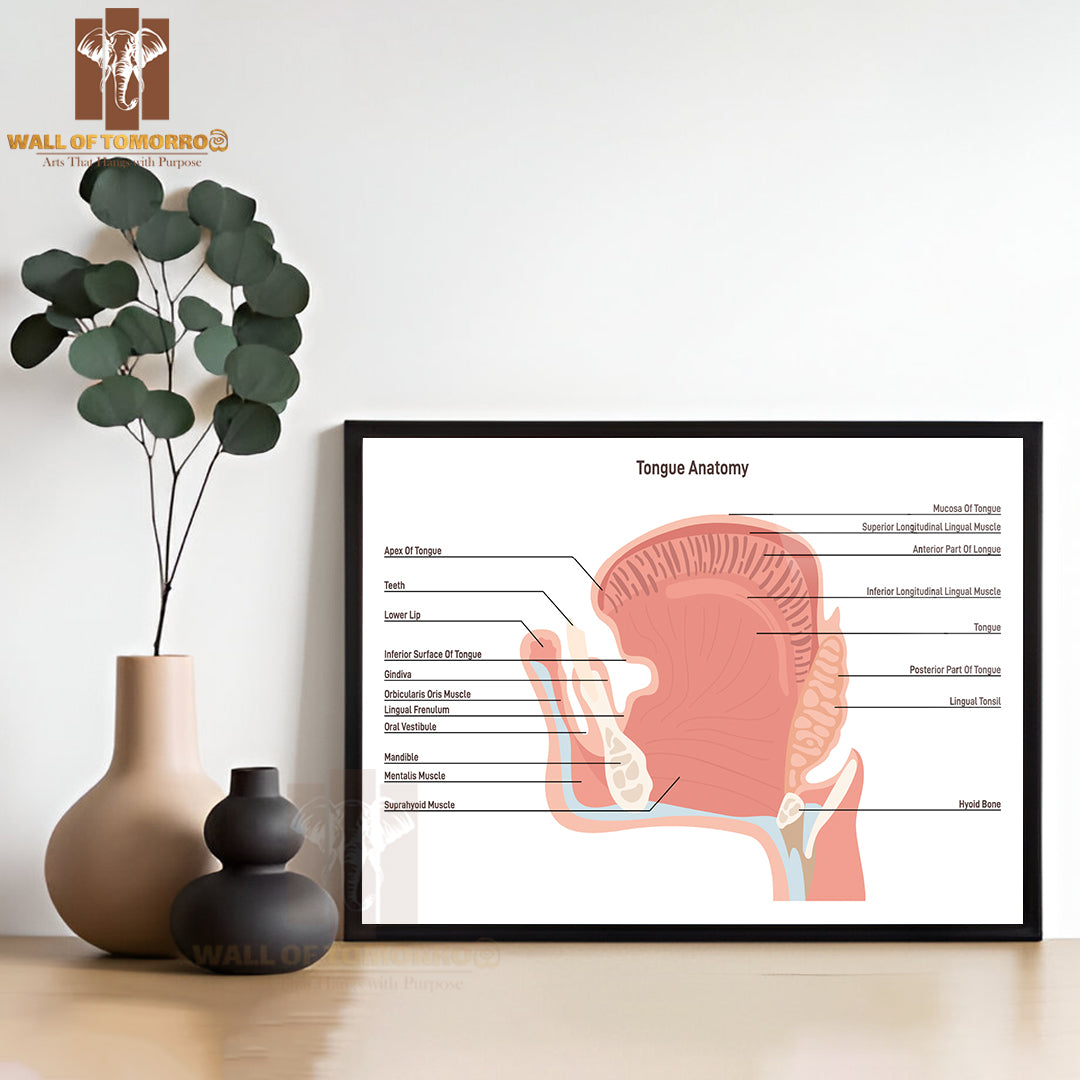 Anatomy Of the Mouth and Tongue Side View. Muscular Organ with Papillae, Taste Receptors of The Tongue Educational High Quality Glass Frame Wall Décor