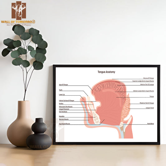 Anatomy Of the Mouth and Tongue Side View. Muscular Organ with Papillae, Taste Receptors of The Tongue Educational High Quality Glass Frame Wall Décor