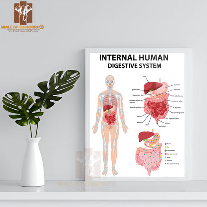 Diagram Showing Internal Human Digestive System Educational High Quality Glass Frame Wall Décor