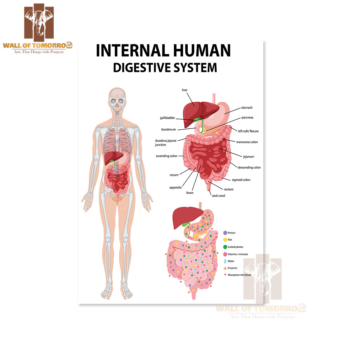 Diagram Showing Internal Human Digestive System Educational High Quality Unframed Poster Print & Waterproof Poster Print Wall Décor