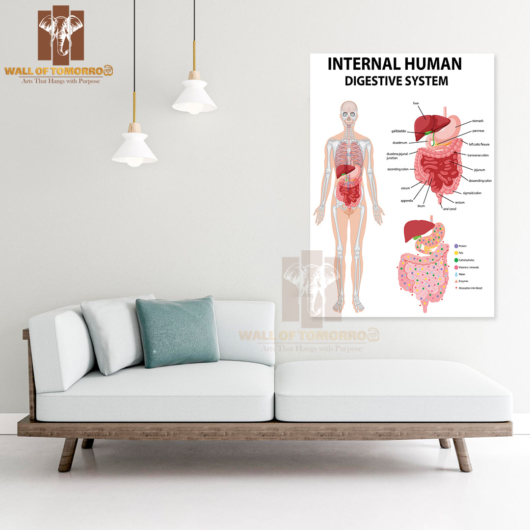 Diagram Showing Internal Human Digestive System Educational High Quality Unframed Poster Print & Waterproof Poster Print Wall Décor