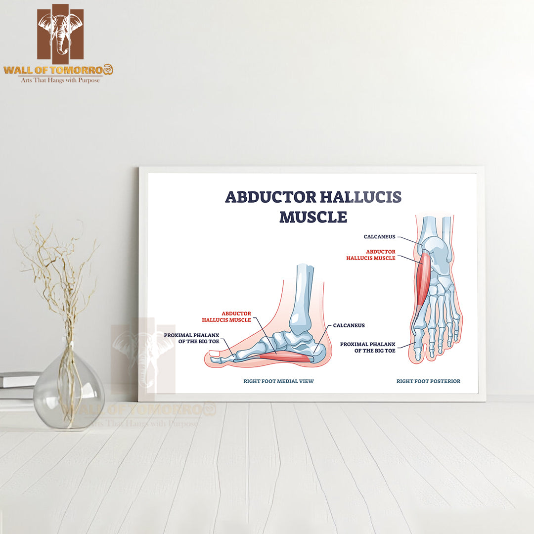 Abductor Hallucis Muscle with Leg or Foot Skeleton Outline Diagram Educational High Quality Glass Frame Wall Décor