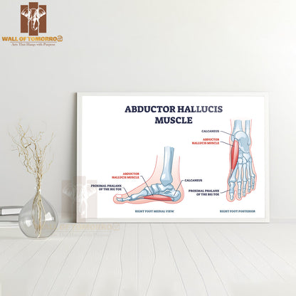 Abductor Hallucis Muscle with Leg or Foot Skeleton Outline Diagram Educational High Quality Glass Frame Wall Décor