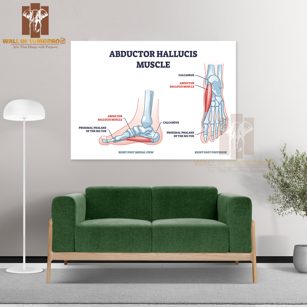 Abductor Hallucis Muscle with Leg or Foot Skeleton Outline Diagram Educational High Quality Unframed Poster Print & Waterproof Poster Print Wall Décor