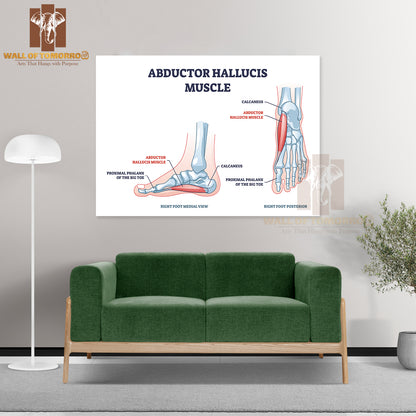Abductor Hallucis Muscle with Leg or Foot Skeleton Outline Diagram Educational High Quality Unframed Poster Print & Waterproof Poster Print Wall Décor