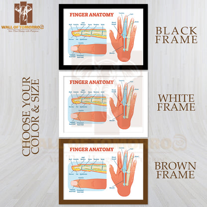 Bones, Muscle Scheme and Finger Cross Section Educational High Quality Glass Frame Wall Décor