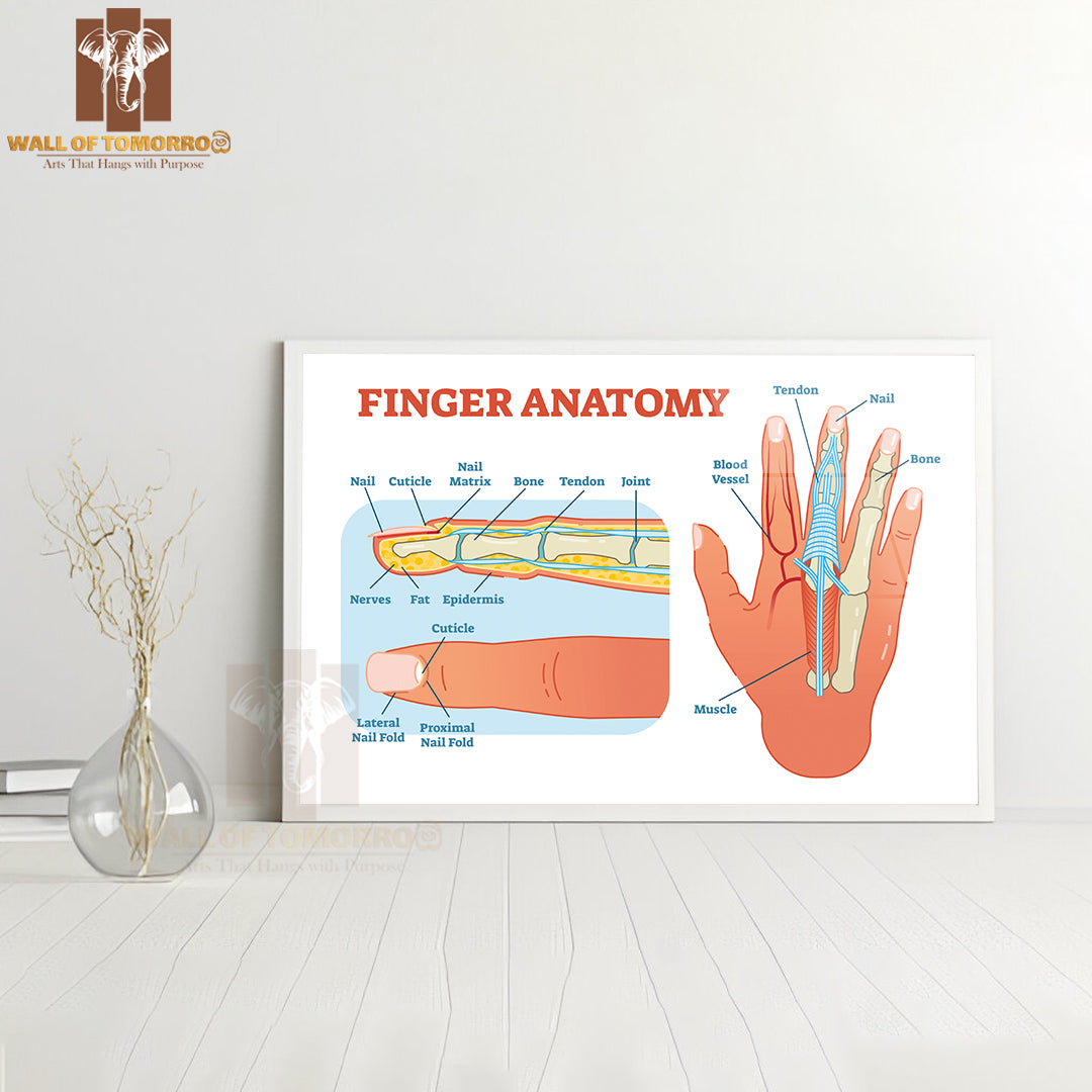 Bones, Muscle Scheme and Finger Cross Section Educational High Quality Glass Frame Wall Décor