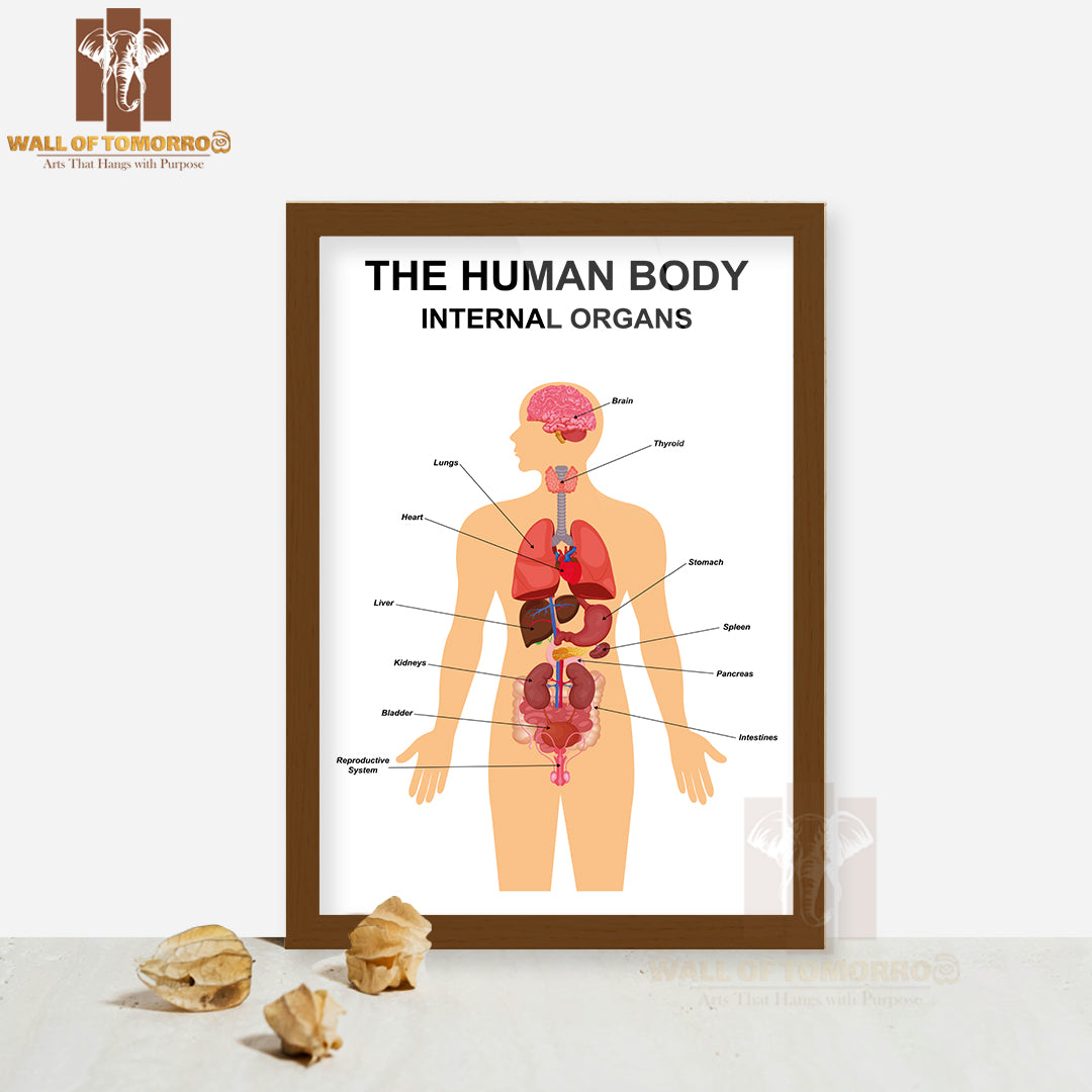 Internal Organs of Human Body Flat Infographic Educational High Quality Glass Frame Wall Décor