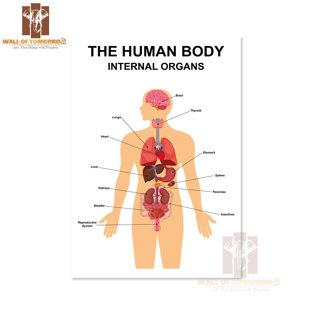 Internal Organs of Human Body Flat Infographic Educational High Quality Unframed Poster Print & Waterproof Poster Print Wall Décor