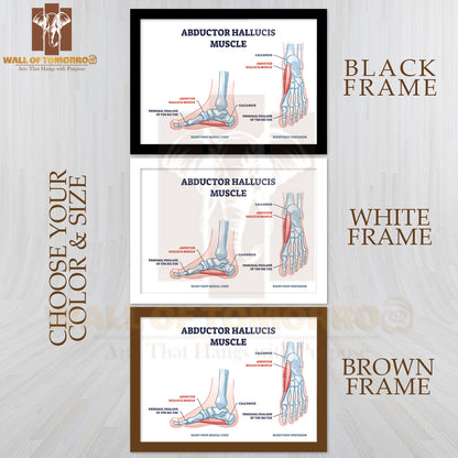 Abductor Hallucis Muscle with Leg or Foot Skeleton Outline Diagram Educational High Quality Glass Frame Wall Décor