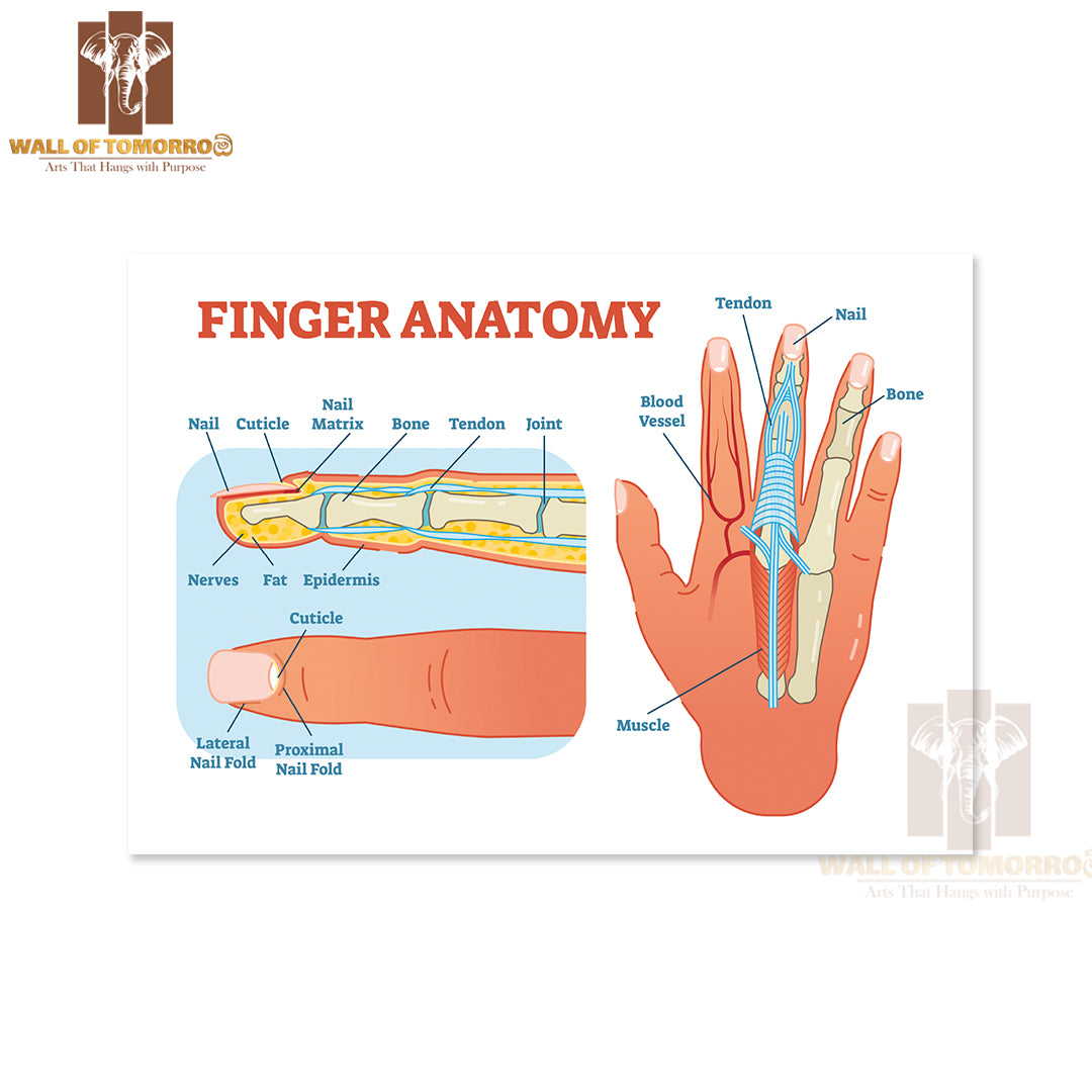 Bones, Muscle Scheme and Finger Cross Section Educational High Quality Unframed Poster Print & Waterproof Poster Print Wall Décor