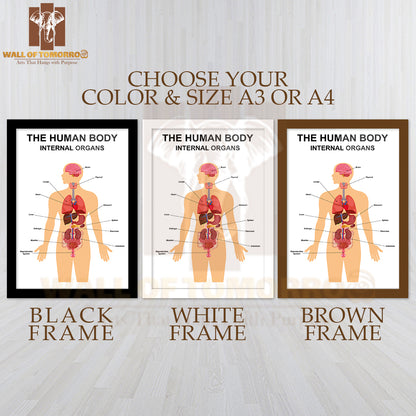 Internal Organs of Human Body Flat Infographic Educational High Quality Glass Frame Wall Décor