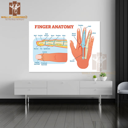 Bones, Muscle Scheme and Finger Cross Section Educational High Quality Unframed Poster Print & Waterproof Poster Print Wall Décor