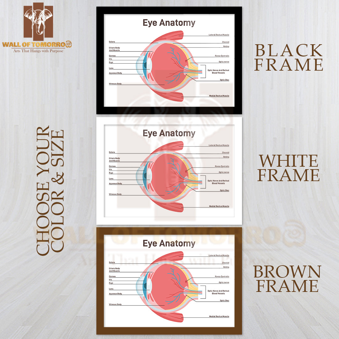 Eye Anatomy. Human Vision Organ Cross Section Anatomical Structure Educational High Quality Glass Frame Wall Décor