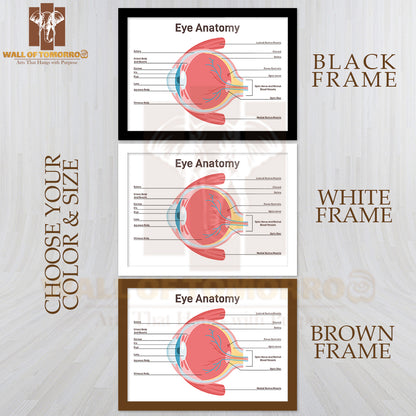 Eye Anatomy. Human Vision Organ Cross Section Anatomical Structure Educational High Quality Glass Frame Wall Décor