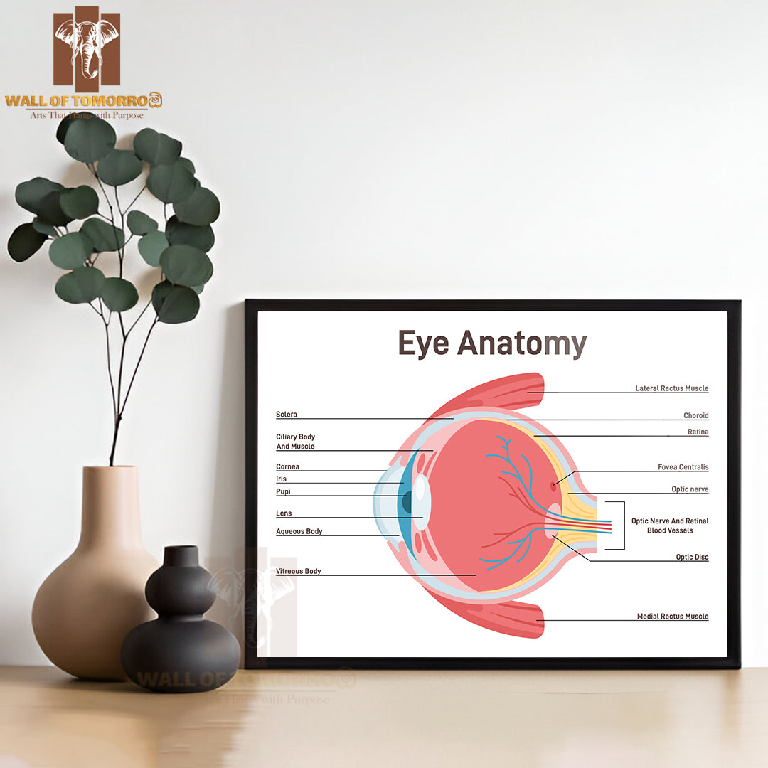 Eye Anatomy. Human Vision Organ Cross Section Anatomical Structure Educational High Quality Glass Frame Wall Décor