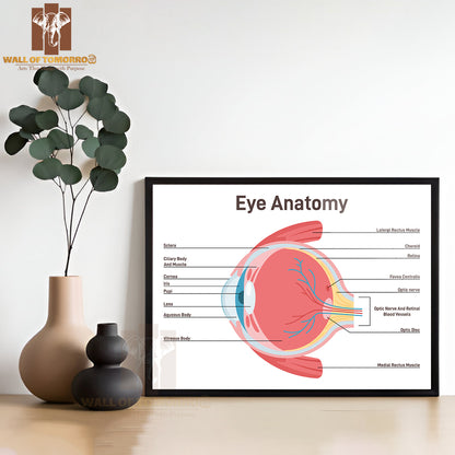 Eye Anatomy. Human Vision Organ Cross Section Anatomical Structure Educational High Quality Glass Frame Wall Décor